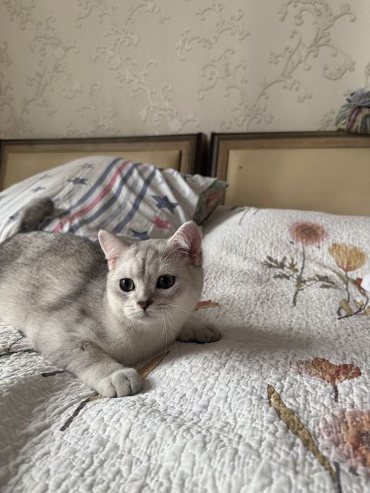 Продается котенок мальчик породы Британская шиншилла