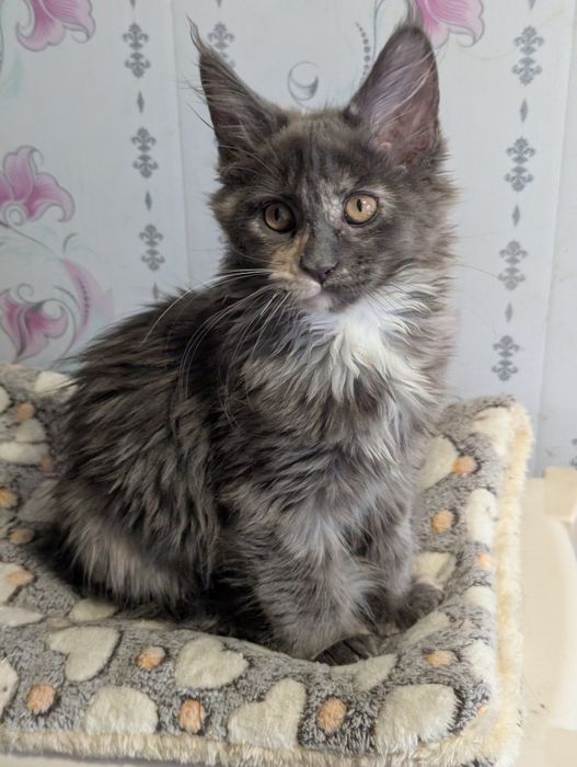 Мейн Кун Полидакт