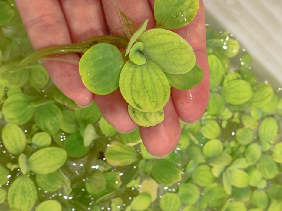 Пистия - растение для аквариума