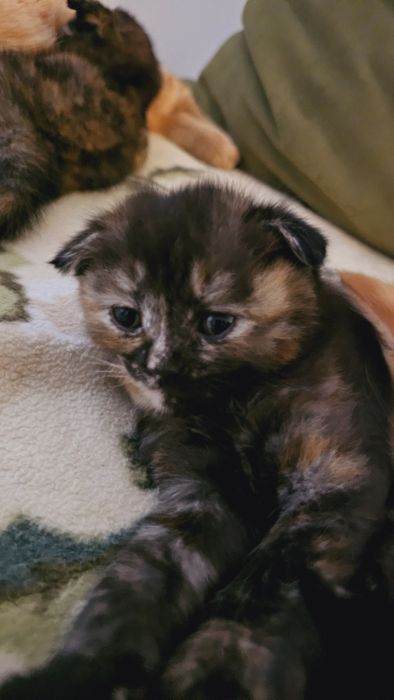 Котята кошечки папа британец