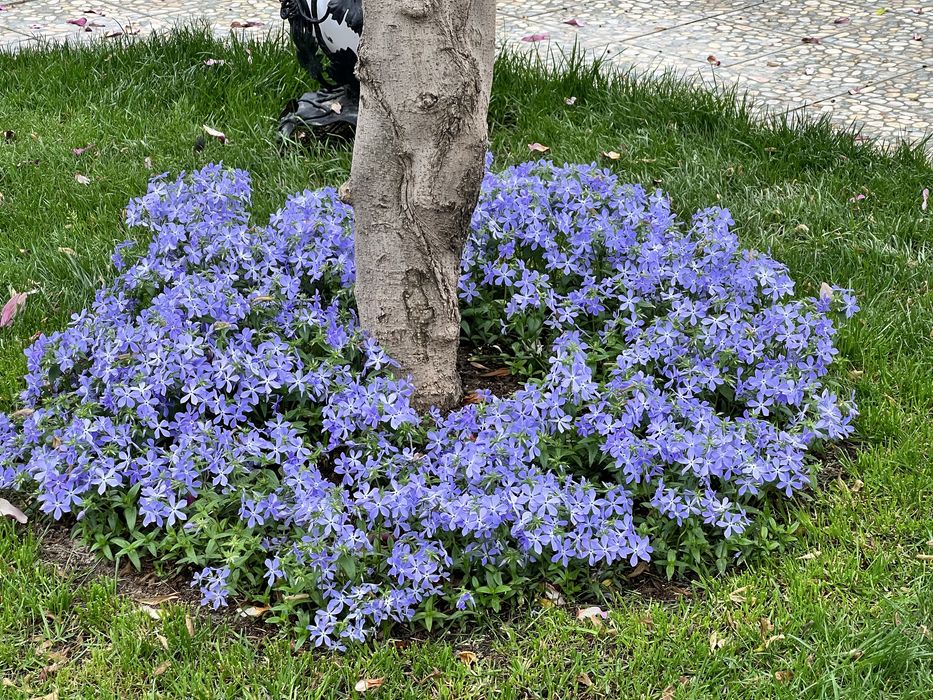 Шеловидныйфлокс растопырынный