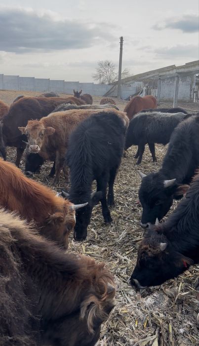 Bovine de vanzare urgent!!!