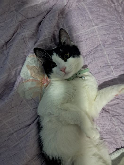 кот на вязку,9 месяцев