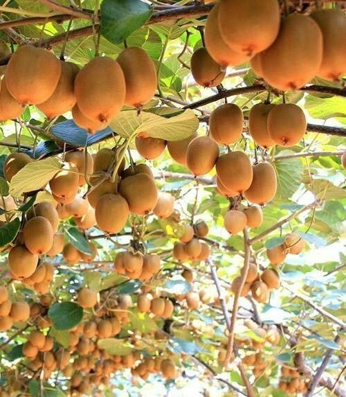 Pomi Fructiferi Exotici (Kiwi )
