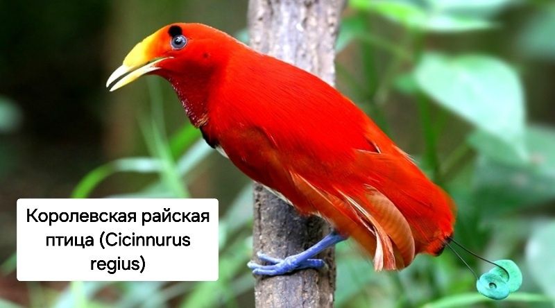 Райская птица разные породи