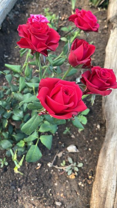 Дача на берегу соленого озера