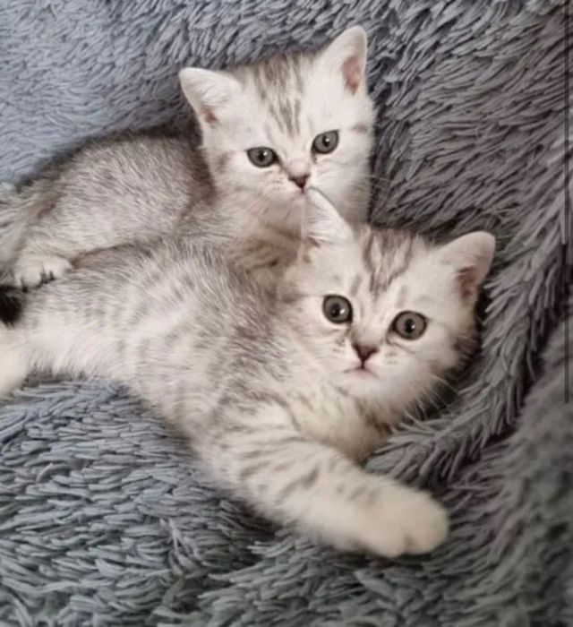 шотландские котята