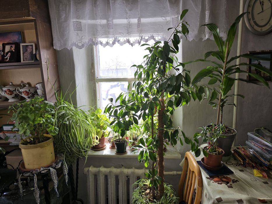 Цветы комнатные, фикус и пр