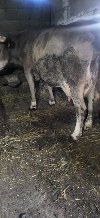 Vand vaci de lapte forte bune 6 si 7 ani vacile sunt  forte cumit ubla