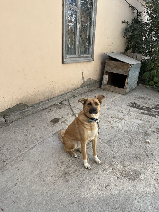 Щенята в добрые руки!