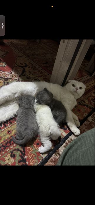 Чиройли ва аккилий мушукчалар