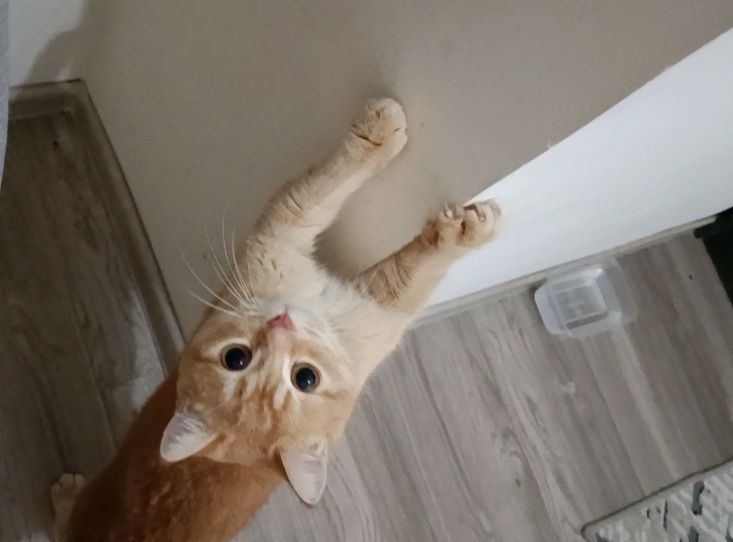 Шиншилла британский