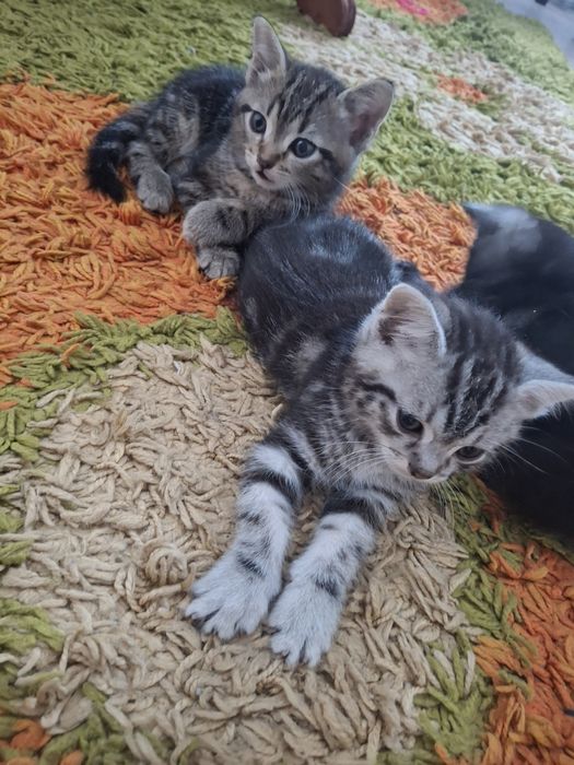 Продам котят за 3000тг