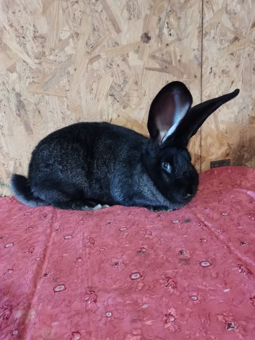 Femela metis de uriaș german gri cu fluture