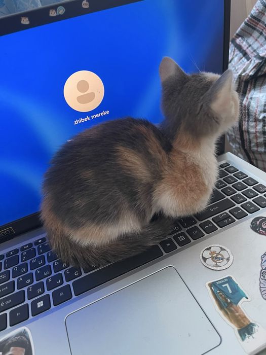 Котенок ищет семью. 2 мес. Девочка. Привита