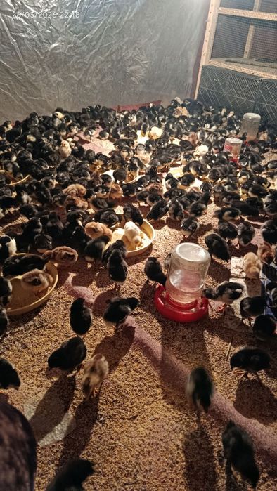 qora andijon toqvuq joʻjalari sotiladi narxni telda gaplashamiz !!!