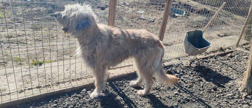 Luna, metis de ciobanesc, isi cauta casuta