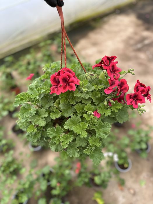 Flori de exterior in ghivece