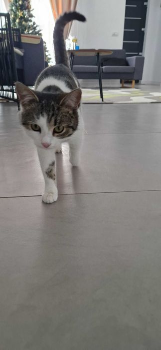 Pisică spre adopție