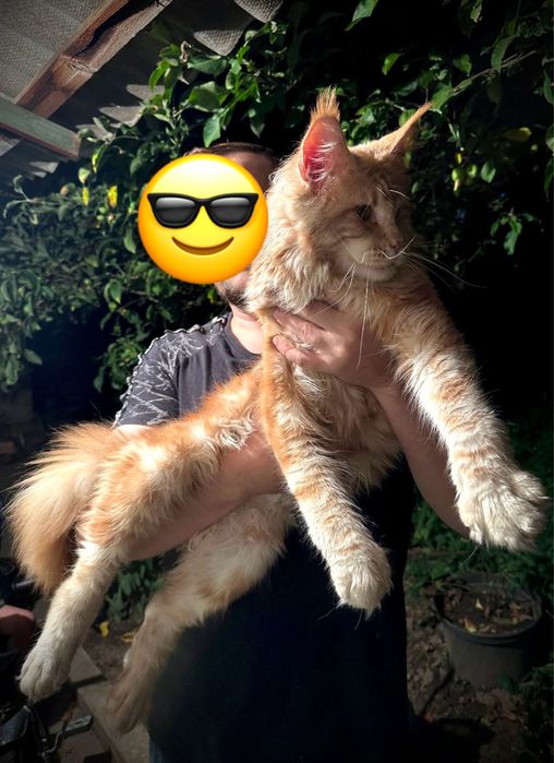Кот Мейн-Кун  Вязка