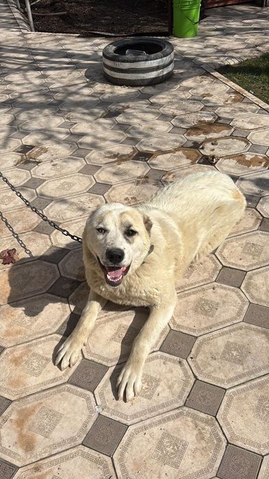 Ит сатылады 10ай