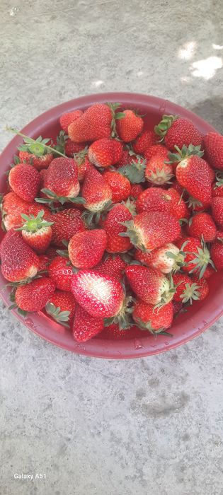 Клубника  сорт Сирия