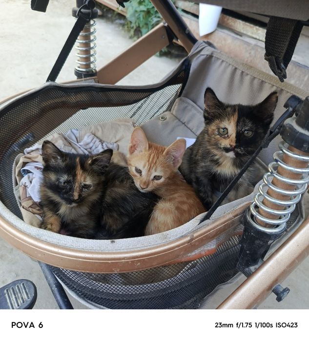 Пышыклар бесплатный бериледи