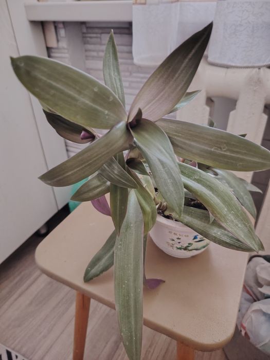 Продам комнатные растения