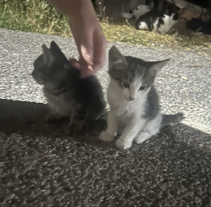 Котята ищут доброго хозяина!