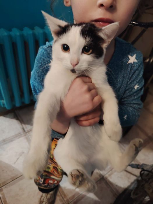 Отдам котенка девочку