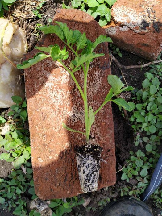 Разсад домати  домати