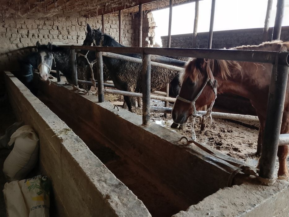 Жиликке полтарашка жылкылар бар