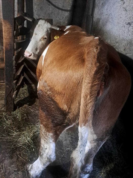 Vaca bună de ținut