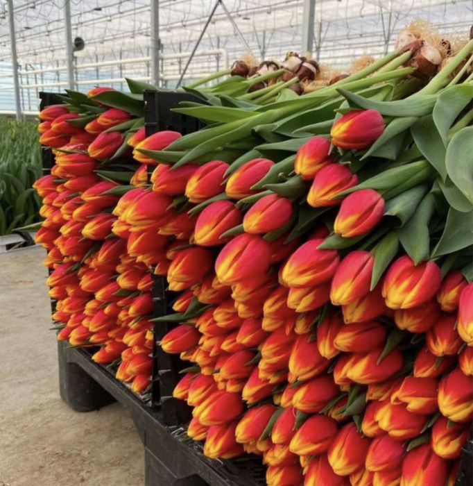 Белорусский тюльпан оптом