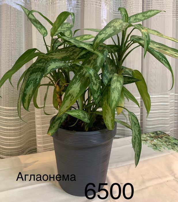 Комнатные  цветы