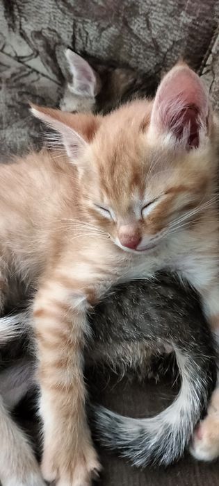 Отдам котят только в добрые руки