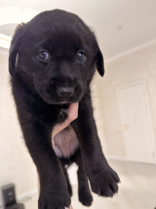 Отдаем щенка лабрадора девочку