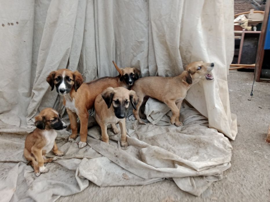 Тазы чистокровные