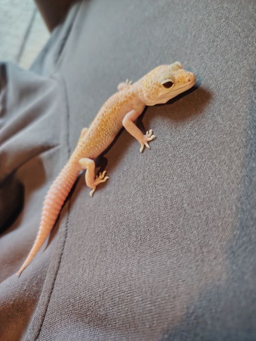 Ручные эублефары — просты в уходе