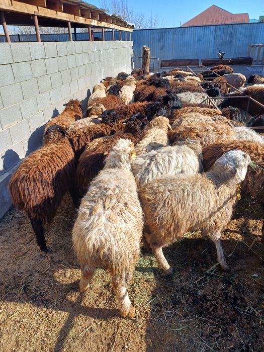 Кой токтылар сатылады