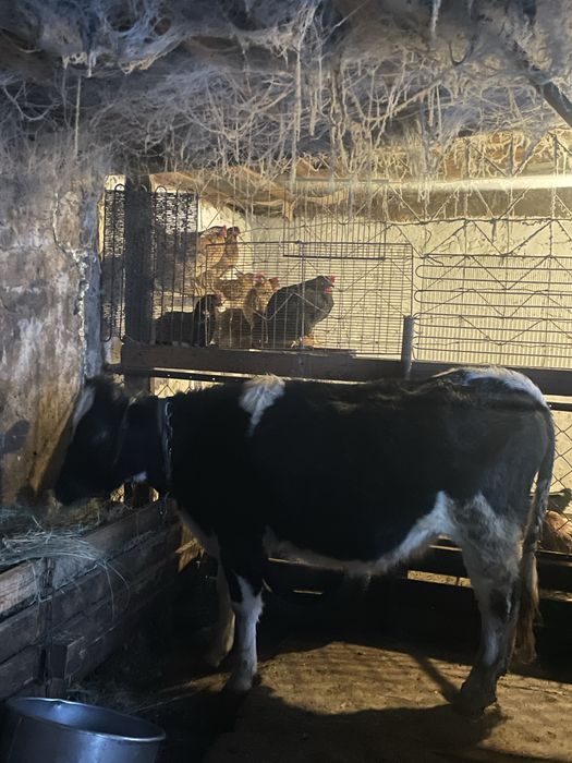 Кашар сатылады 2жылдык