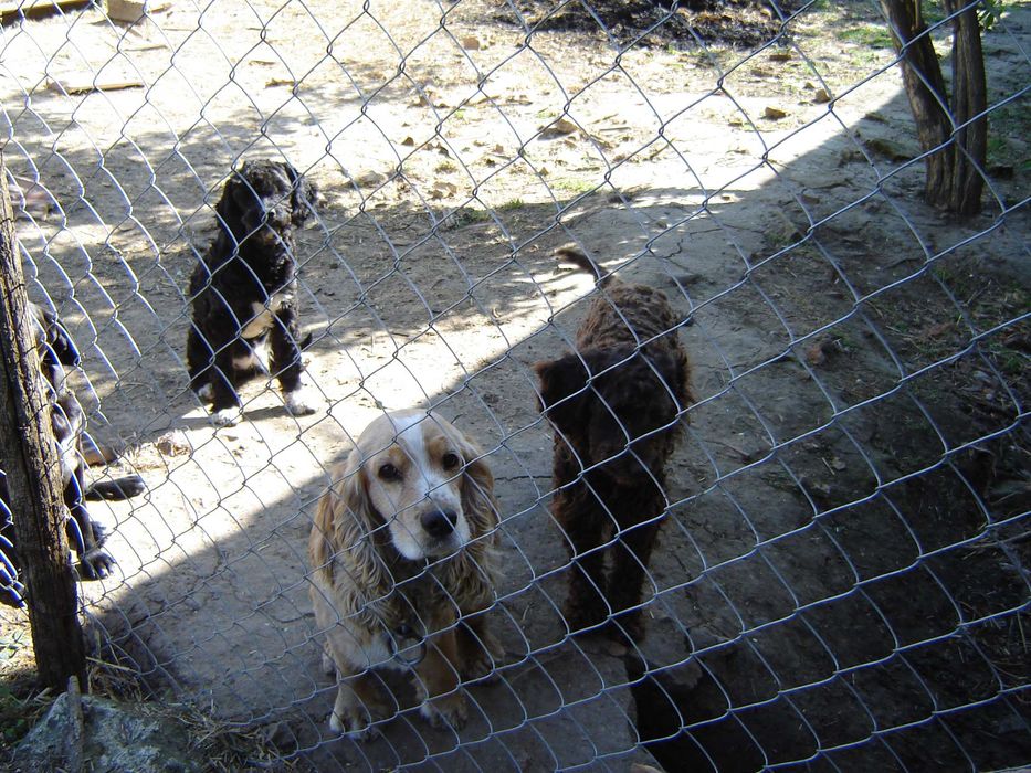 Подарявам две кучета