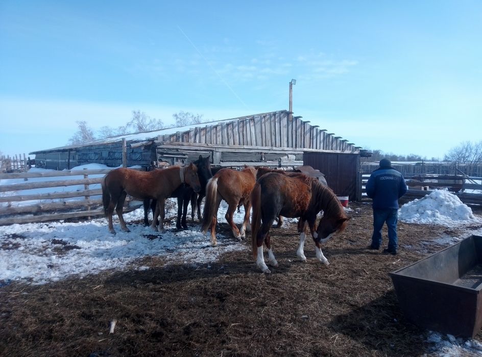 Лошади тайчики продам