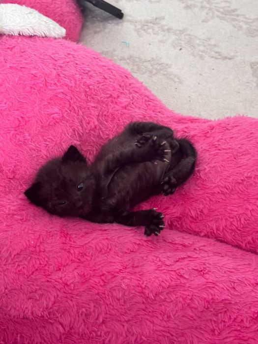 Котенок в добрые руки
