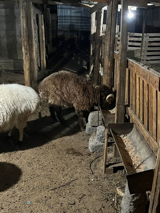 кошкар сатылады семиз