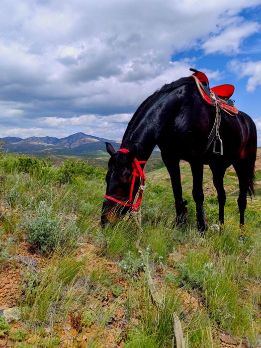 Агылшын айгыр сатылады