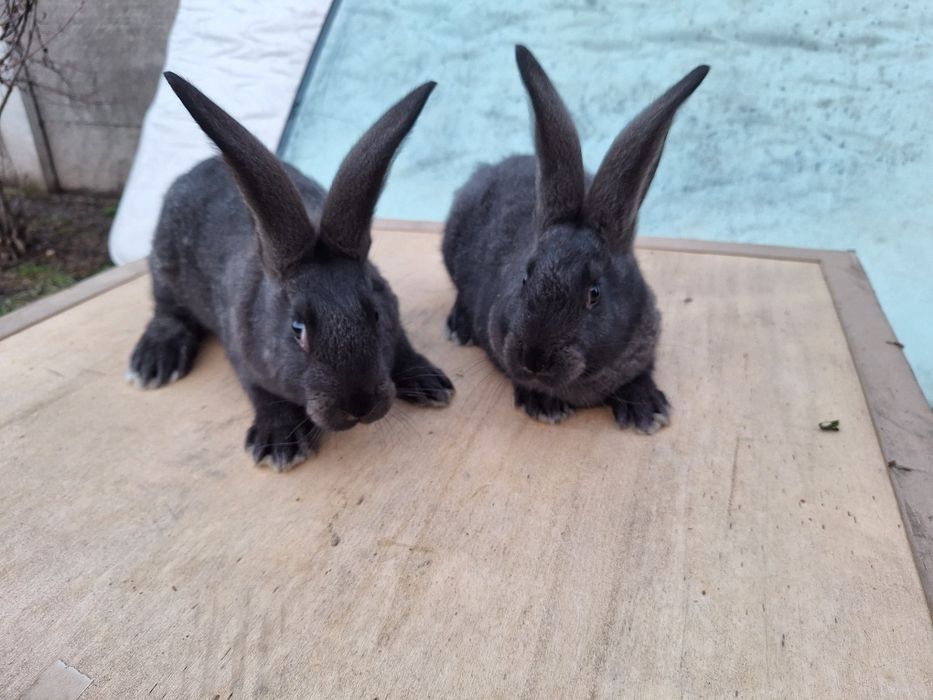 Iepurasi de companie