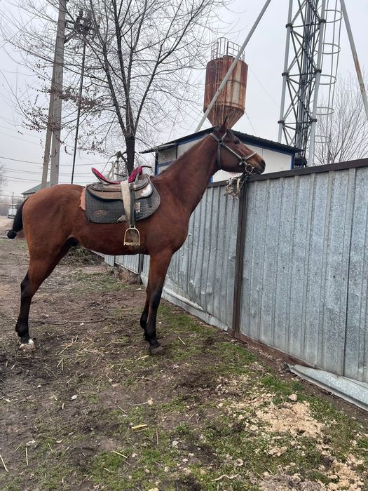 Лошадь Айгыр Жылкы