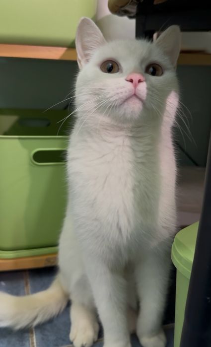 8 месяная кошка ищет дом