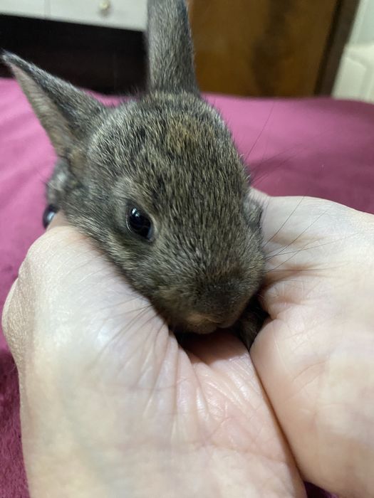 Кролики от 2тыс.